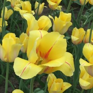 Meet your Posher, Wanda